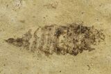 Detailed Fossil Leafhopper (Homoptera) - France #267684-1
